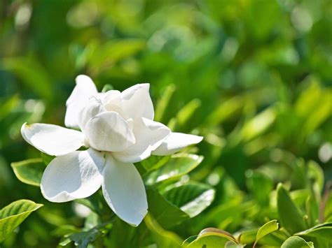 梔子葉|クチナシとは｜育て方がわかる植物図鑑｜みんなの趣味の園芸（